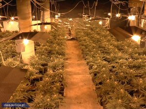 Trzy plantacje marihuany zlikwidowane przez policjantów