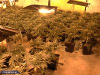 Trzy plantacje marihuany zlikwidowane przez policjantów
