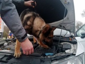 Pies przeszukuje auto