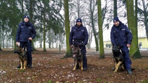 Umundurowani policjanci z psami służbowymi