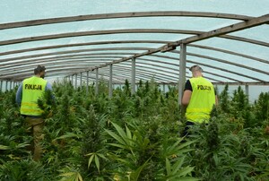 Policjanci zabezpieczyli 100 kg gotowego suszu marihuany