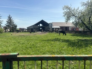 Na zdjęciu widać zniszczoną pożarem oborę i krowy. w tle widać ludzi i strażaków pożarnych.