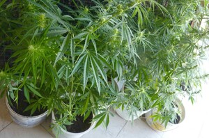 Zabezpieczone nielegalne konopie