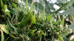 Policjanci zabezpieczyli 5 roślin konopi