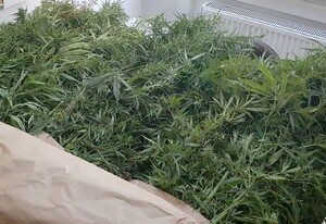 Konopie zabezpieczone przez policję