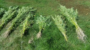 Ponad 800 krzewów konopi indyjskich ujawnili ciechanowscy policjanci