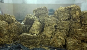 Zabezpieczony tytoń