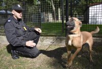 Umundurowany policjant z psem