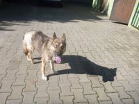 pies odnaleziony przez policjantów