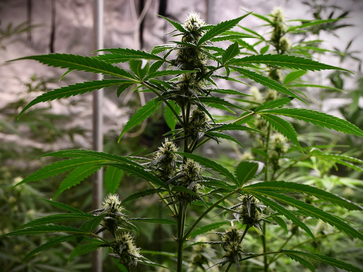 Węgrowscy kryminalni zlikwidowali plantację konopi indyjskich