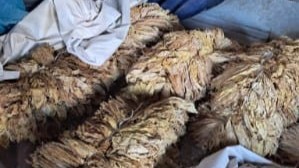 Policjanci zabezpieczyli tytoń bez polskich znaków akcyzy