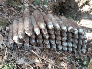 niewybuch odnalezione w lesie nieopodal miejscowości Krzywda