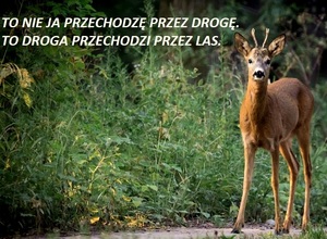 ZWOLNIJ JADĄC PRZEZ LAS - UWAGA NA DZIKIE ZWIERZĘTA NA DRODZE!