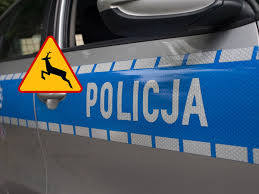 uwaga na dzikie zwierzęta