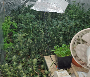 Ostrołęccy policjanci zlikwidowali uprawę konopi indyjskich