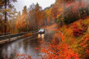 Liście na drodze, mokra nawierzchnia