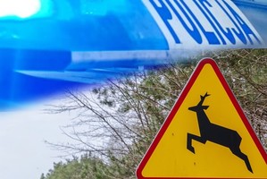 Uwaga na dzikie zwierzęta