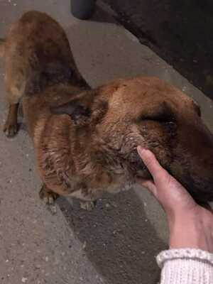 Zdjęcie wyrzuconego psa