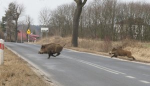 dwa dziki przebiegają przez drogę