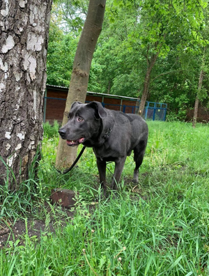 Pies rasy cane corso przywiązany do drzewa