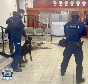 umundurowani policjanci w tym policyjny przewodni z psem pokazuja zatrzymanie przestępców