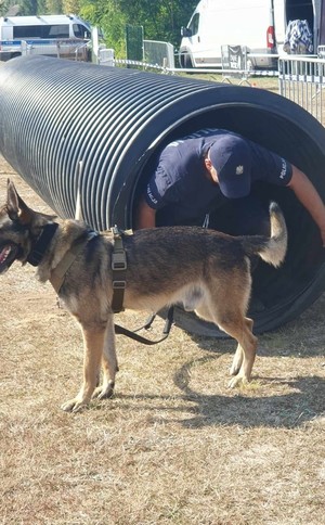 tunel, z którego wychodzi policjant przed nim pies słuzbowy