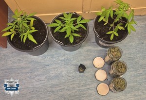 na podłodze 3 doniczki z roślinami konopi oraz 3 słoiki z marihuaną