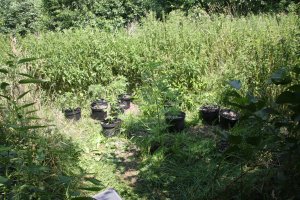 Policjanci zlikwidowali plantację konopi ukrytą w pokrzywach