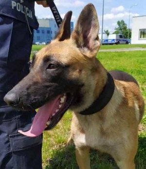 Nawoja - policyjny pies odnalazł zaginionego
