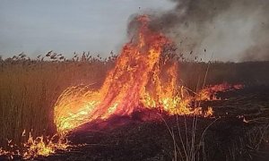 Policja przypomina - wypalanie traw jest niedozwolone!