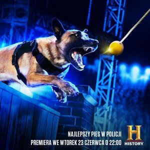 Mazowieckie psy policyjne aktorami w serialu dokumentalnym