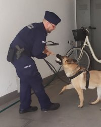 Mazowieckie psy policyjne aktorami w serialu dokumentalnym