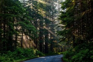 Łamanie prawa przez kierujących w lasach, parkach narodowych i rezerwatach przyrody