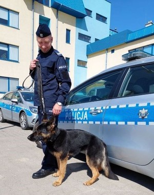 Policyjny pies POGODA patroluje miasto