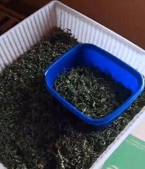 Tymczasowy areszt za posiadanie znacznych ilości narkotyków i prowadzenie plantacji