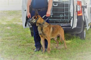 IBED pies policyjny biorący udział w poszukiwaniu osoby
