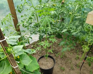 krzak konopi pomiędzy krzewami pomidorów i ogórków