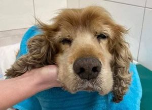 Rudy pies owinięty niebieskim ręcznikiem