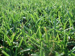 Zdjęcie przedstawia fragment zielonego trawnika