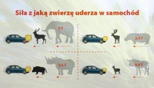 Na grafice przedstawione są zwierzęta i samochód. Na górze jest napis Siła z jaką zwierzę uderza w samochód