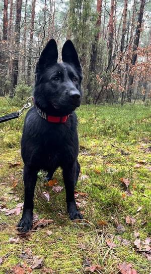 Czarny pies w typie owczarka z czerwoną obrożą z napisem Policja stojący w lesie