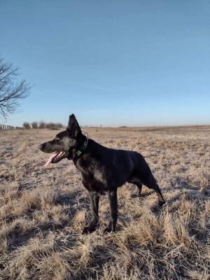 Czarny pies owczarek niemiecki stojący na polu