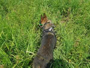 Pies szuka w trawie