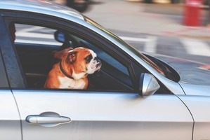 Pies wyglądający przez otwarta szybę w samochodzie