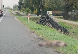 Zasłonięte truchło dzika i samochód leżący w rowie