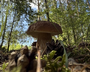 Grzyb rosnący w lesie