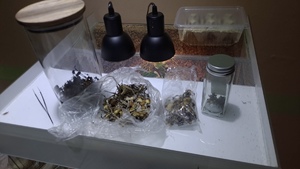 Grzyby halucynogenne w pojemnikach i folii