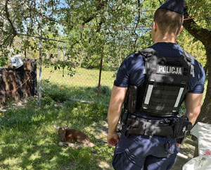 Policjant stoi przed łosiem