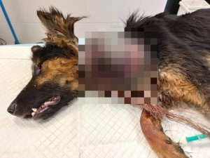 Leżący, wychudzony pies z zamaskowaną raną na szyi