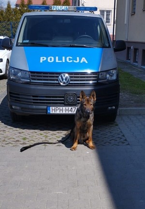Policyjny pies rozpoczyna służbę w węgrowskiej jednostce